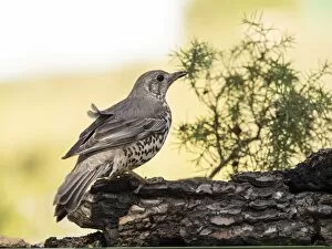 Images Dated 25th March 2016: Bird of the species (Turdus philomelos), put on a trunk of pine
