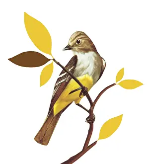 Pop Ar Prints: Bird on White Background