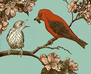 Two Birds on Branch