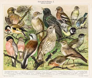 Images Dated 17th April 2017: Birds Chromolithograph 1895