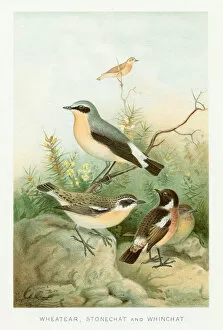 Images Dated 29th October 2018: Birds chromolithograph 1896