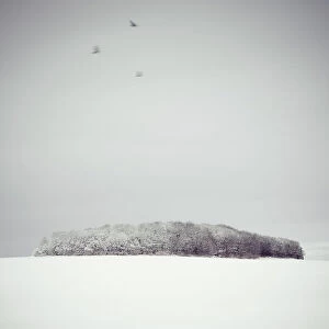 Images Dated 9th April 2010: Three Birds and a Copse in the Snow