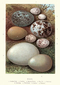 Fine Art Collection: Birds eggs, Crow, Swallow, Hawk, Blue tit, Blackcap, Partridge, Duck