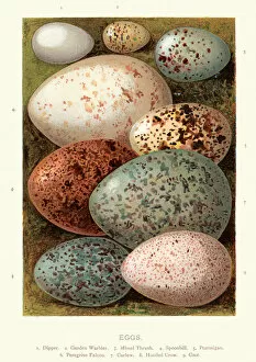 Colours Collection: Birds eggs, Dipper, Warbler, Thrush, Spoonbill, Ptarmigan, Falcon, Curlew, Crow