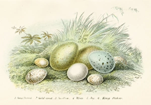 Wren Gallery: Six Birds Eggs Engraving 1896