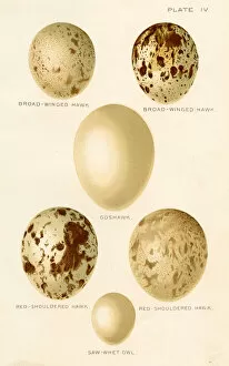 Hawk Bird Collection: Birds eggs lithograph 1897