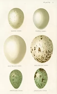 Diseases of Poultry by Leonard Pearson Collection: Birds eggs lithograph 1897