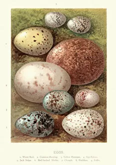 Natural World Collection: Birds eggs, Rail, Bunting, Yelllowhammer, Falcon, Snipe, Shrike, Chough, Fieldfare