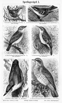Wren Gallery: Birds engraving 1895