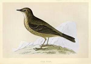 The History of British Birds by Morris Collection: Birds - Eurasian rock pipit - Anthus petrosus