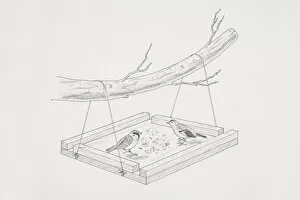 Tree Dwelling Collection: Two birds feeding on a home-made bird table hanging from a tree branch