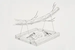 Ornithology Prints: Two birds feeding on a home-made bird table hanging from a tree branch
