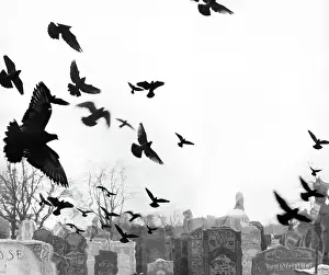 Prints of NEW YORK, NY - JANUARY 1966: Birds flying over a Jewish cemetery 1960 in New York City, New York. (Photo by David Attie/Getty Images) Portraits, Artworks, and Montages from a Visionary Photographer: Birds Flying Over Cemetery in the 1960's