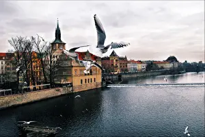 Birds flying in Prague