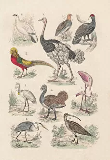 Images Dated 12th September 2013: Birds, hand-colored lithograph, published in 1880