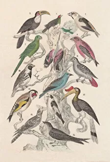 Images Dated 12th September 2013: Birds, hand-colored lithograph, published in 1880