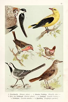 Images Dated 30th July 2016: Birds illustration 1888