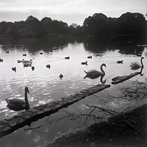 Calm Gallery: Birds in lake