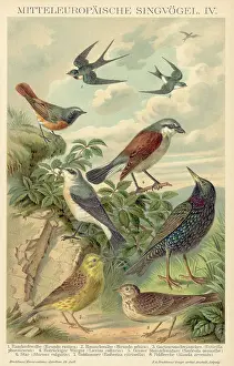 Birds In Natural Seeting/Illustration