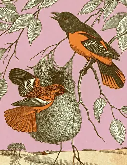 Oriole Prints: Birds With Nest