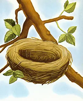 Two Objects Prints: Empty Birds Nest