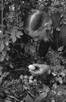 Inspecting Prints: Bird's Nest