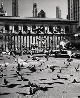 Birds In Front Of New York Public Library in the 1960's