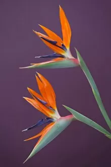 Flowers by Brian Haslam Collection: Birds of Paradise