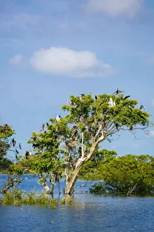Images Dated 30th September 2016: Birds perching in tree at Prek Toal Bird Sanctuary, Tonle Sap Lake, Cambodia