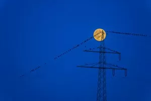 Birds on a power line with a rising moon in the blue hour, Baden-Wurttemberg, Germany
