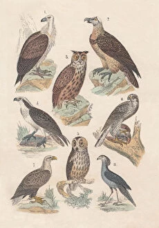Images Dated 12th September 2013: Birds of prey, hand-colored lithograph, published in 1880