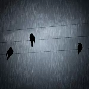 Rain Gallery: Birds in the rain