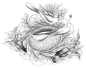 Ribbon Prints: Birds and ribbons penmanship calligraphy 1881