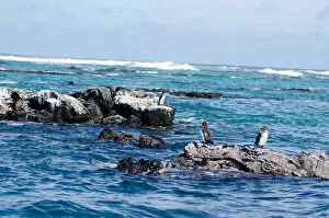 Images Dated 20th June 2016: Birds on the sea. Galapagos Island
