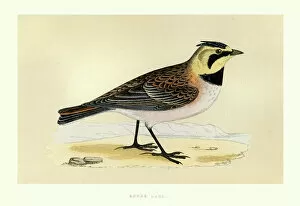 Paintings Gallery: Birds - Shore lark - Eremophila alpestris