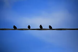 Images Dated 1st July 2016: Birds on a Wire