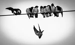 Beautiful Bird Species Gallery: Birds on a wire part 2