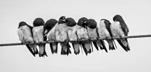 Beautiful Bird Species Gallery: Birds on a wire