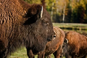 Images Dated 11th October 2014: Bison