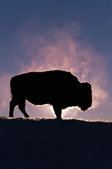 Wyoming Collection: Bison (Bison bison) Wyoming, USA, silhouette