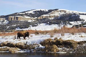 Images Dated 25th February 2015: Bison Bull (Bison bison) on Late Winter in Lamar Valley, Wyoming, USA