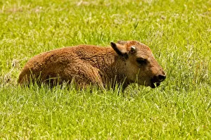 Images Dated 18th June 2013: Bison Calf