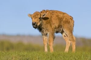 Images Dated 21st June 2011: Bison calf, Yellowstone National Park