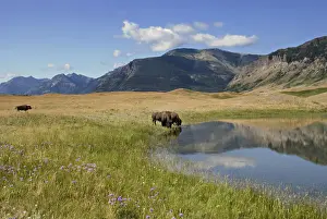 Cattle Prints: Bison Drinking From A Small Mountain Lake With Wildflowers In The Meadow