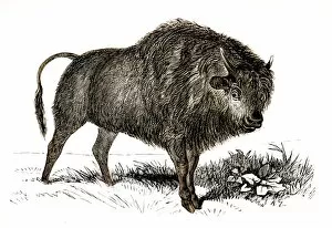Images Dated 25th April 2017: Bison engraving 1851