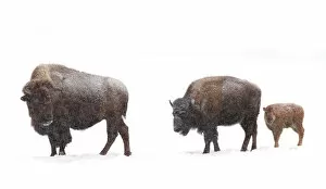 Images Dated 1st May 2016: Bison family