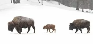 Images Dated 1st February 2014: Bison family