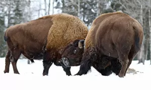 Images Dated 1st May 2016: Bison fight