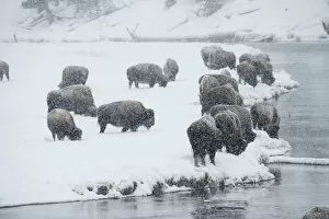 Images Dated 29th January 2014: Bison group in winter, Yellowstone National Park, Wyoming, USA