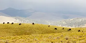 Bison herd in Lamar Valley